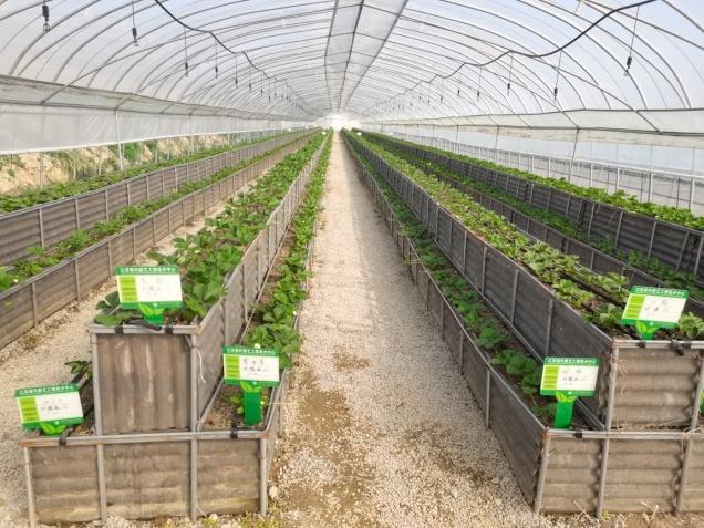 農(nóng)民種業(yè)品字型與傳統(tǒng)種植田間對比(3)