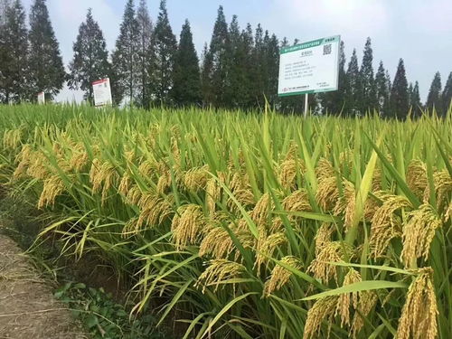 凱旋轄區(qū)企業(yè)杭州種業(yè)集團(tuán)水稻新品種 首秀 全國種子舞臺(tái)