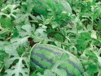 河南歐蘭德種業 科技創新引領現代農業發展