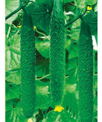 山東濰坊惠農種業 科技興農，良種先行——產品展示與種業發展新篇章