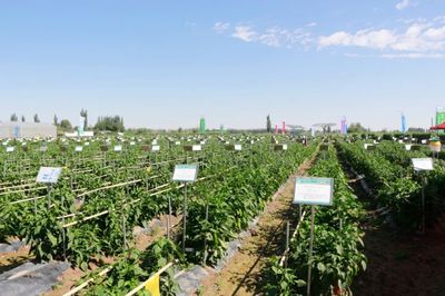 肅州 擦亮種業(yè)“金字招牌”，繪出鄉(xiāng)村振興“繽紛畫(huà)卷”